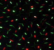 Cluster Buster